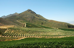 Cape winelands, South Africa
